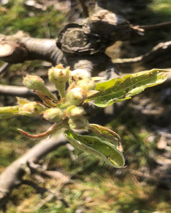 clusterbladeren peer aangevreten door vruchtbladroller