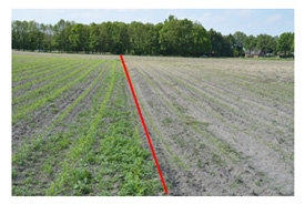 Links: vroeg gezaaide maïs in 4-5 bladstadium, rechts: twee weken later gezaaid, nu in 203 bladstadium 