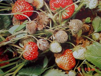 Vruchtrot op aardbeien