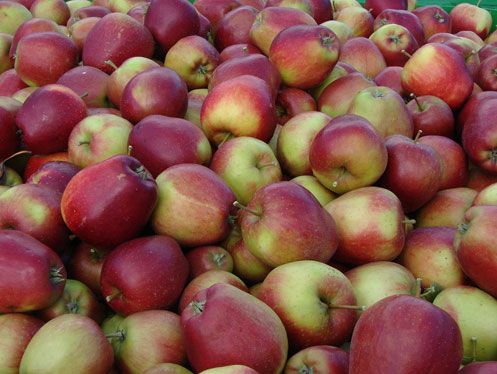Toepassing van Ethrel-A kan de vruchtkleur van appels verbeteren