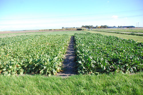 Overzicht bietenproef platform lelystad