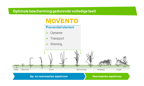 Schema toepassing Movento ter bestrijding van trips in uien