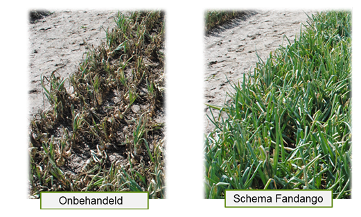 Proef op platform Bayer CropScience 2015. Schema met Fandango houdt gewas schoon van valse meeldauw