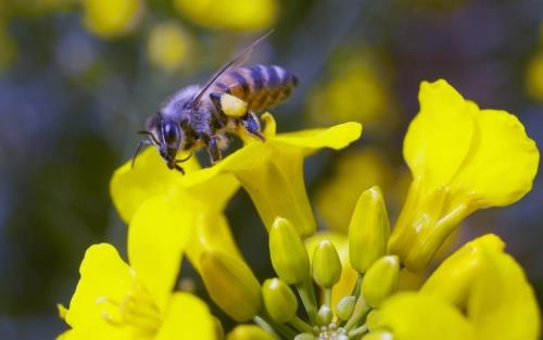 Honingbij op bloem