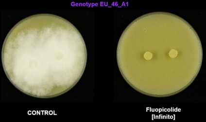 EU_46_A1 isolaat uitgeplaat op een voedingsbodem met in de controle de Phytophthora schimmel