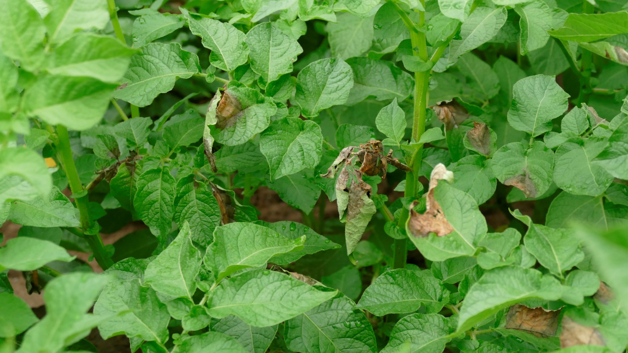 Phytophthora in aardappelen