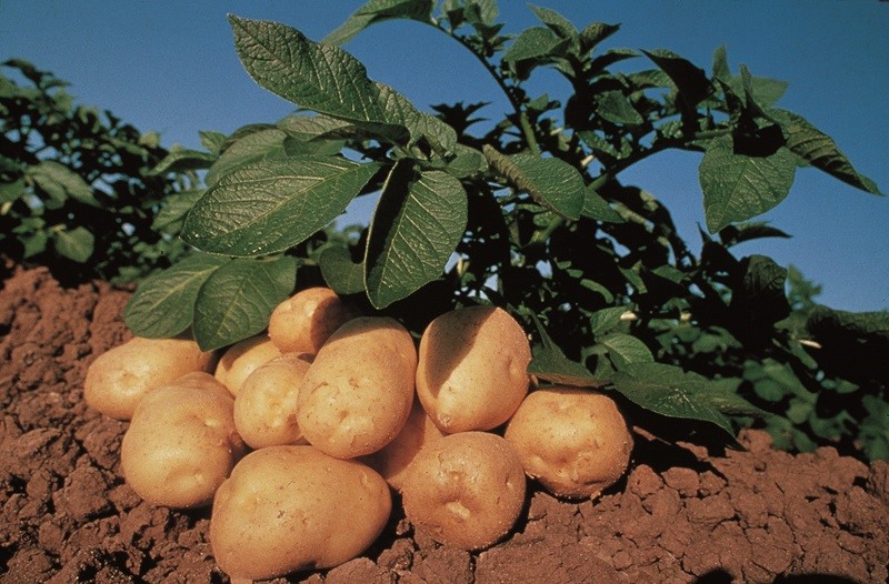 Aardappelen op de grond