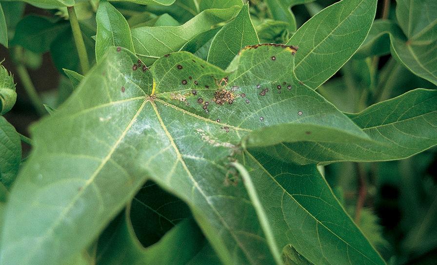 Ziekte-indicator Alternaria en meeldauw in wortels 