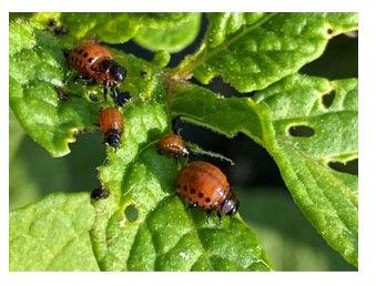 Toename insectendruk in aardappelen