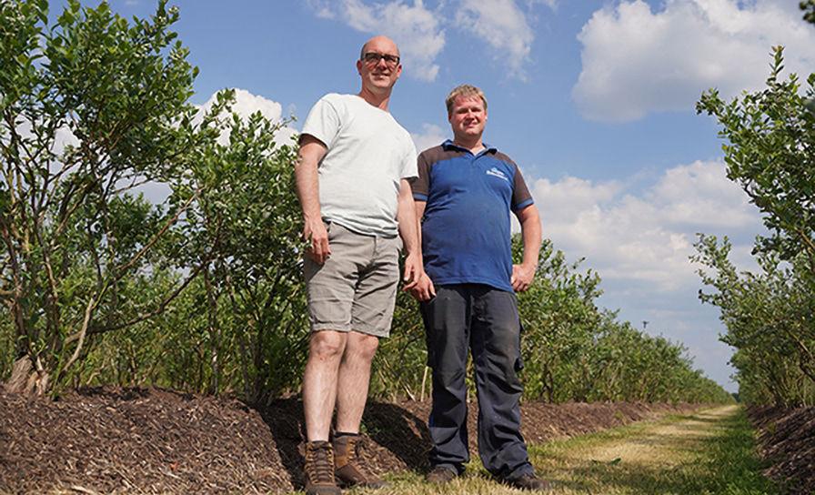 Rupsenbestrijding wordt steeds grotere uitdaging in blauwe bes