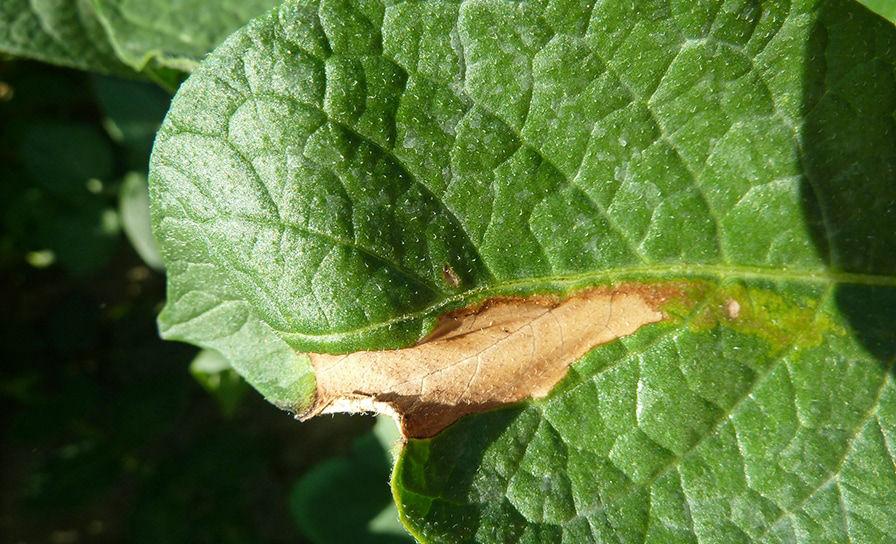 Phytophthora-beheersing in trayplanten en wachtbedden