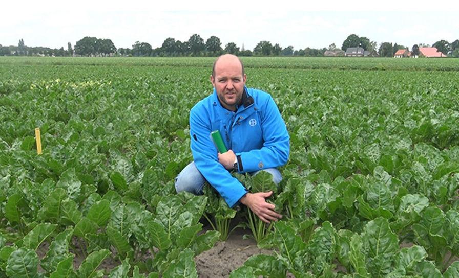 Alle middelen én maatregelen benutten tegen bladschimmels in bieten