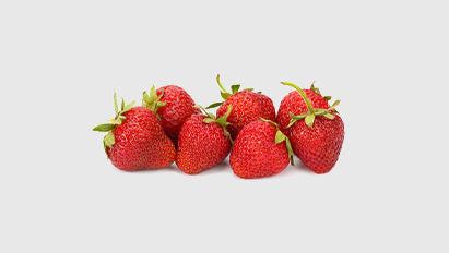 Varenrouwmug in trayplantenopkweek aardbei pak je aan met BIO 1020