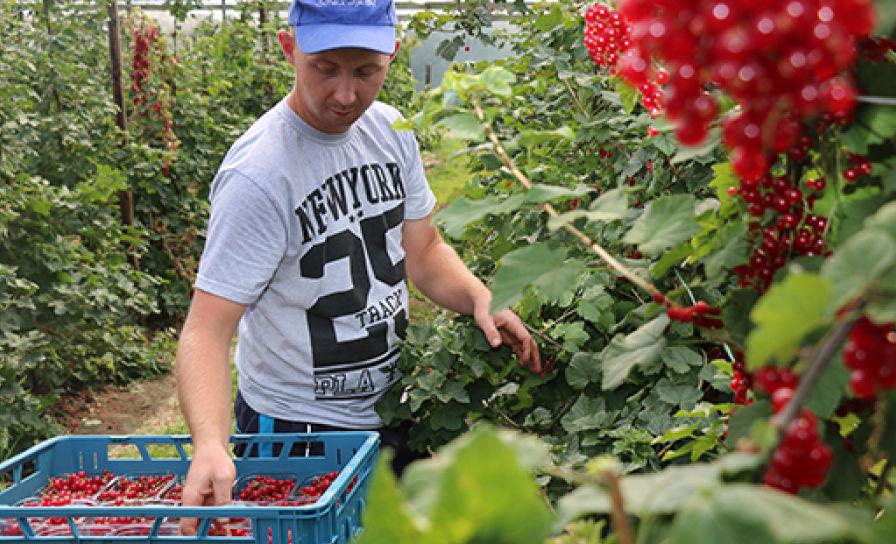 Honingbijen zorgen voor bestuivingszekerheid 