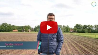 Onkruidbestrijding in maïs: begin op tijd!