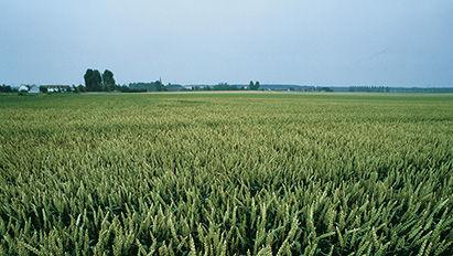 T2-bespuiting in wintertarwe loont