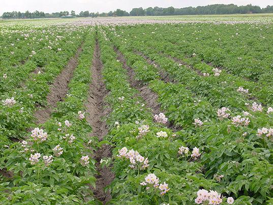 Onkruidbestrijding in aardappelen: brede mix met Challenge in de basis