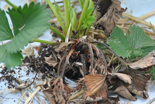 Phytophthora in trayplanten en wachtbedden beheersen