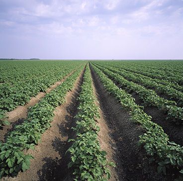 Sivanto Prime: de snelle en effectieve bladluisdoder voor de aardappelteelt
