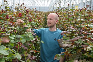  ‘Met Serenade in de mix blijven we meeldauw de baas’