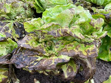 Valse of echte meeldauw? Het verschil bepaalt je strategie