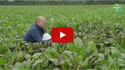 Cercospora bestrijding Bayer Crop Science Bieten Proefveld