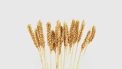 Onkruiden mogen de wintertarwe nooit overheersen!