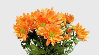 Nieuwsbrief Chrysant: Plagen en Bestrijding 