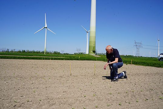 Grote onkruiddruk in tarweproef proevenplatform