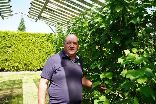 Botrytis blijft een uitdaging in rode bessen