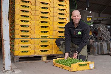 ‘De teelt van ijsbergsla staat meer dan ooit onder druk’