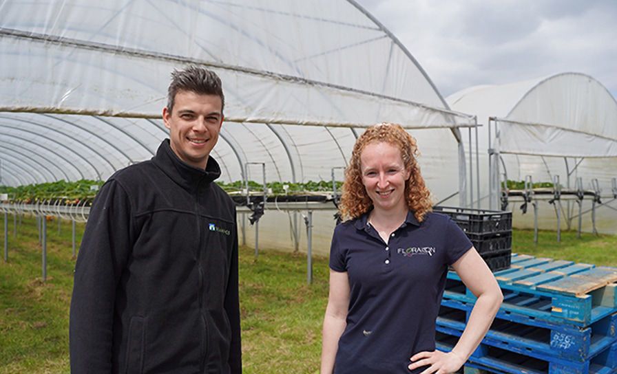 Onderzoek naar groene spuitschema's in aardbeien