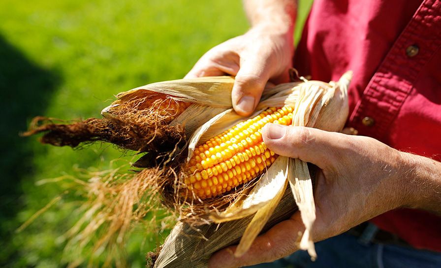 Download hier het Determinatie wikkel van Laudis 