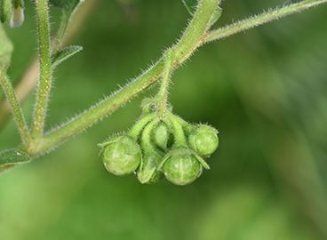Harige nachtschade: een nieuwe bron voor Phytophthora