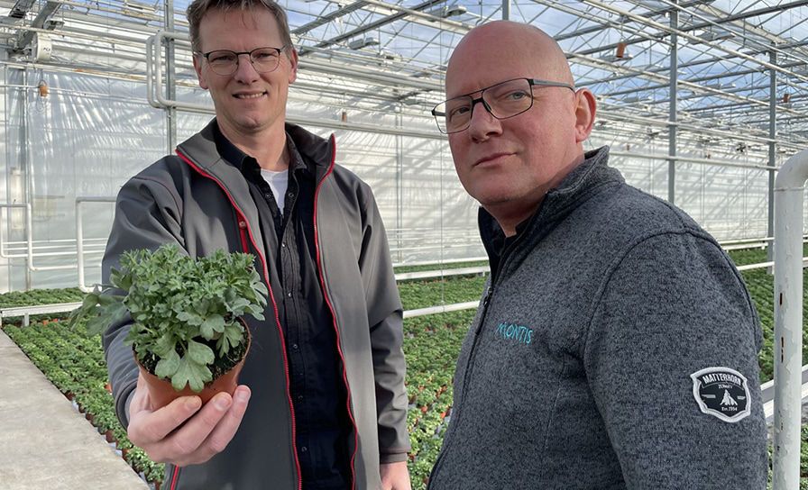 Montis Zuidplas vertrouwt op Serenade: "Aanpak botrytis past binnen groene ambitie" 