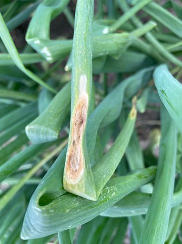 Luna Experience: Krachtig fungicide in uien tegen bladvlekkenziekte en Stemphylium