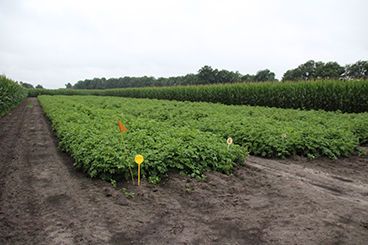 Curativiteitsproef HLB: InFinito getest op Phytophthora isolaat EU_43_A1