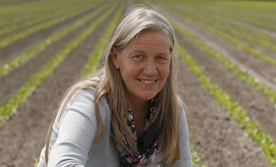 "Nú ervaring opdoen met Serenade in bollenteelt" 