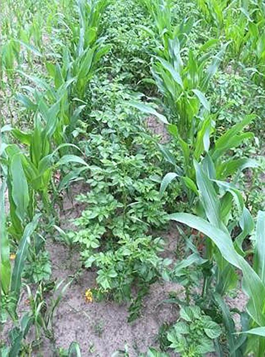 Aardappelopslag bestrijden blijft van groot belang