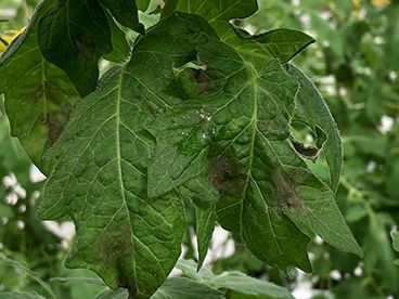 Phytophthora in de (glas)tuinbouw: van dreiging naar beheersbaar risico