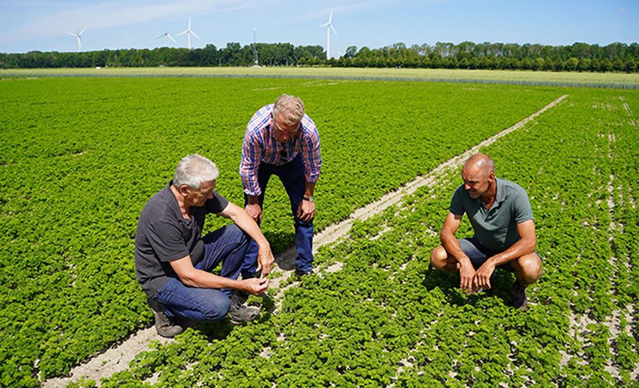 Peterselie maakt flinke groeispurt 