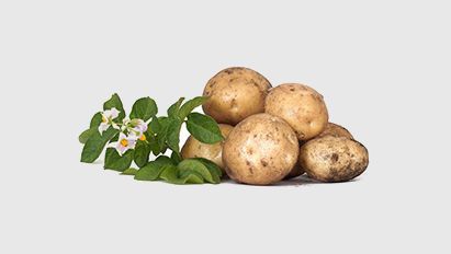 Kies voor de hoogste opbrengstzekerheid in de aardappelteelt van 2026