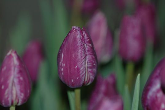 Movento opnieuw beschikbaar in tulp, zorgvuldige inzet cruciaal