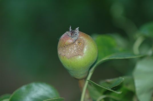 Rupsen bestrijden met XenTari
