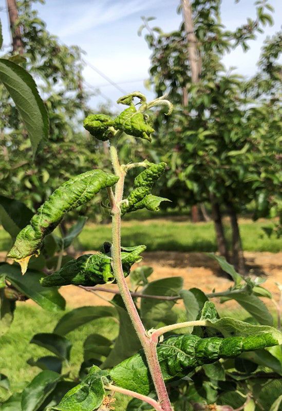 Toename van de insectendruk in de fruitteelt