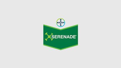 14 vragen over Serenade