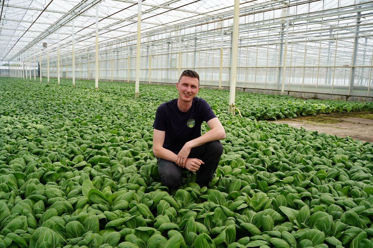 Specialist in bladgroenten onder glas