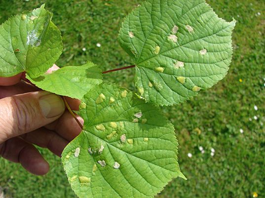 Cantack toegelaten in laan- en vruchtbomen