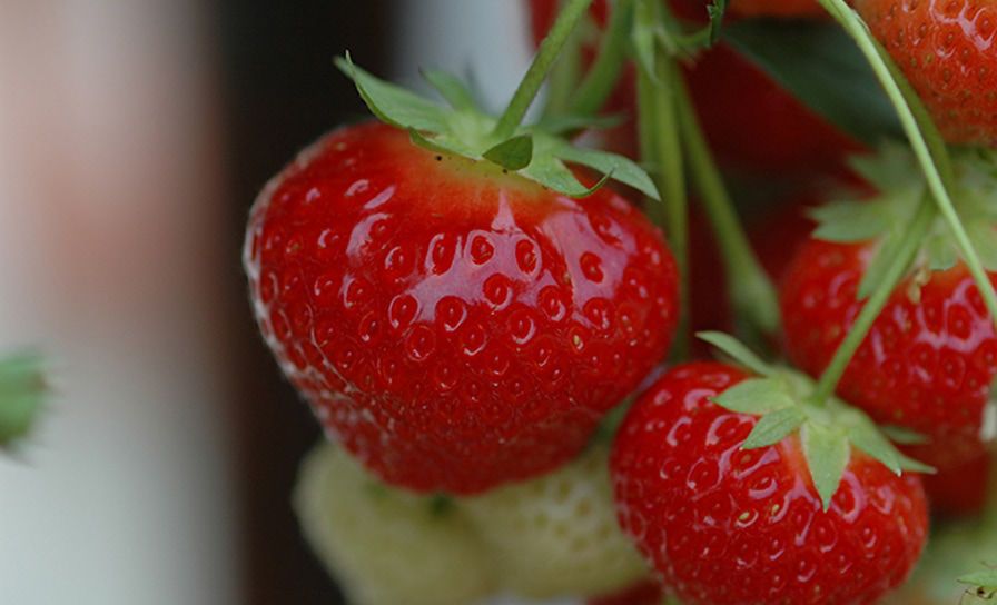 BIO 1020 natuurlijk effectief tegen kevers en trips