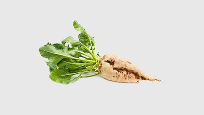 Innovatieve insecticiden beschermen suikerbieten effectiever tegen bodeminsecten en luizen